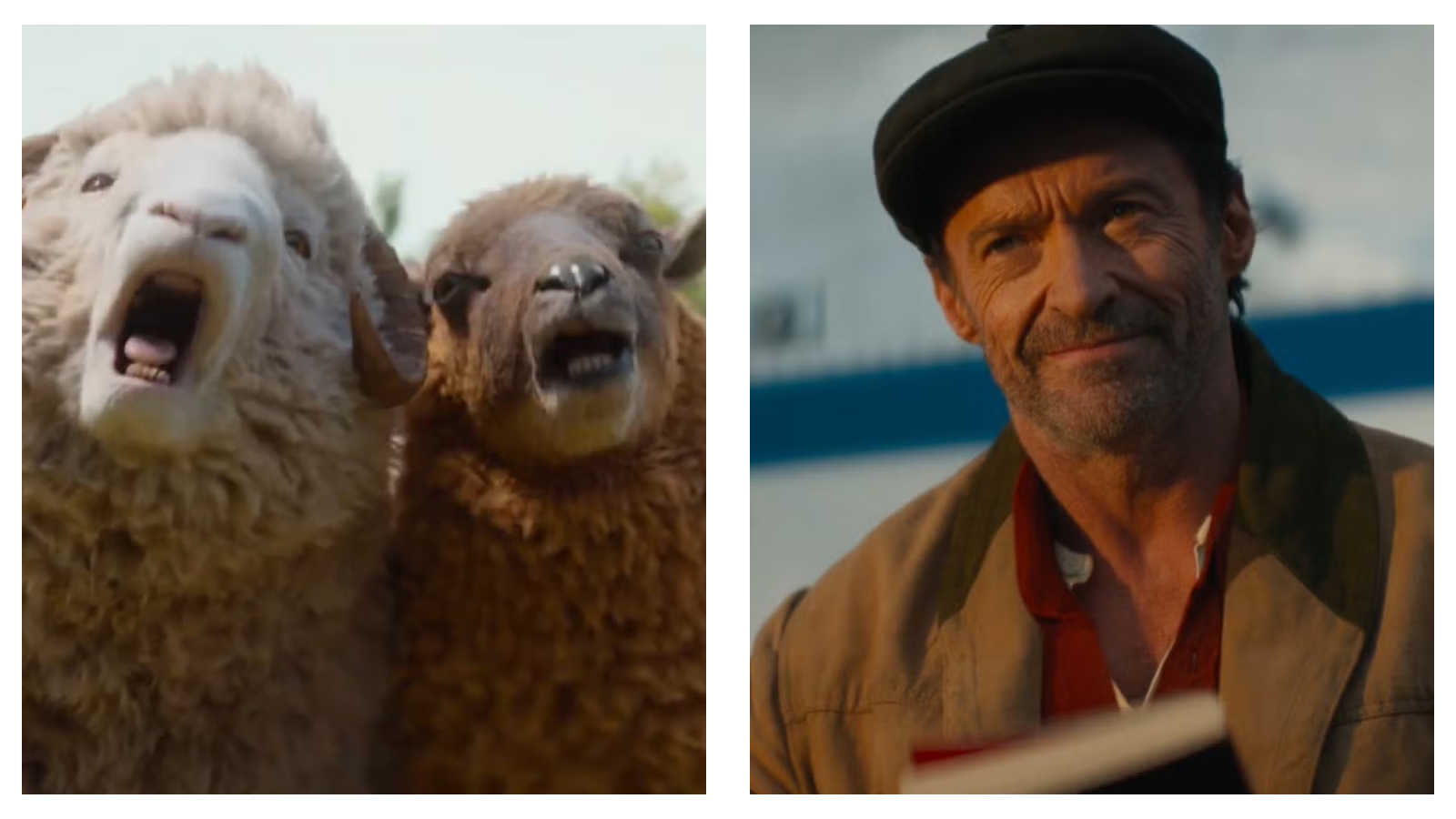 Two side-by-side film stills from The Sheep Detectives showing a close-up of two wide-eyed, open-mouthed sheep looking alarmed on the left, next to a smiling, Hugh Jackman wearing a flat cap and a tan jacket on the right.