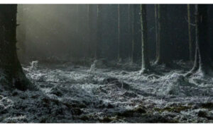 A dark, atmospheric pine forest floor lightly covered in frost and snow under a moody, directional light beam filtered through falling snow or mist. Dark tree trunks frame the clearing, creating an eerie, cinematic winter landscape.
