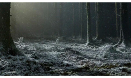 A dark, atmospheric pine forest floor lightly covered in frost and snow under a moody, directional light beam filtered through falling snow or mist. Dark tree trunks frame the clearing, creating an eerie, cinematic winter landscape.